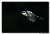 Koolmees - Great Tit