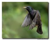 Spreeuw - Starling