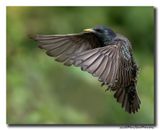 Spreeuw - Starling