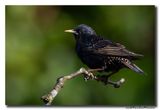 Spreeuw - Starling