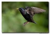 Spreeuw - Starling