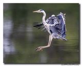 Blauwe Reiger - Grey Heron