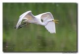 Grote Zilverreiger - Great Egret