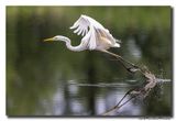 Grote Zilverreiger - Great Egret