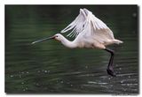 Lepelaar - Spoonbill