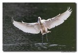 Lepelaar - Spoonbill