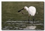 Lepelaar - Spoonbill