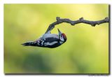 Grote Bonte Specht - Great Spotted Woodpecker