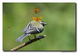 Koolmees - Great Tit