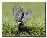 Koolmees - Great Tit