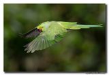 Halsbandparkiet - Rose-ringed Parakeet