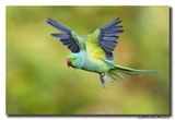 Halsbandparkiet - Rose-ringed Parakeet