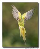 Halsbandparkiet - Rose-ringed Parakeet