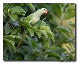 Halsbandparkiet - Rose-ringed Parakeet