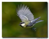 Koolmees - Great Tit