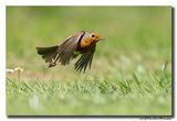 Roodborst - Robin