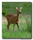 Ree - Roe deer
