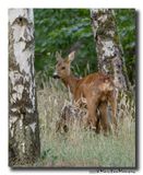 Ree - Roe deer