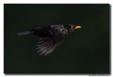 Merel - Blackbird