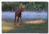 Ree - Roe deer