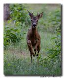 Ree - Roe deer