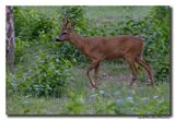 Ree - Roe deer