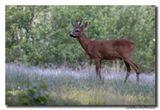 Ree - Roe deer