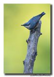Boomklever - Nuthatch