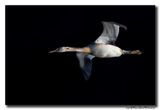 Fuut - Great Crested Grebe