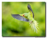 Halsbandparkiet - Rose-ringed Parakeet