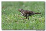 Zanglijster - Song Thrush