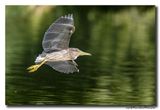 Kwak - Black-crowned Night-Heron