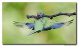 Halsbandparkiet - Rose-ringed Parakeet