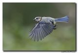 Pimpelmees - Blue Tit