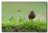 Roodborst - Robin