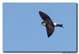 Huiszwaluw - House Martin