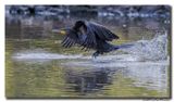 Aalscholver - Great Cormorant