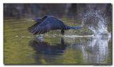 Aalscholver - Great Cormorant