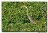 Purperreiger - Purple Heron
