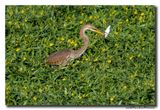 Purperreiger - Purple Heron
