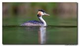 Fuut - Great Crested Grebe