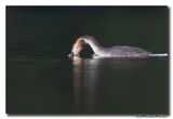 Fuut - Great Crested Grebe