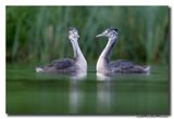 Fuut - Great Crested Grebe