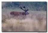 Edelhert - Red Deer