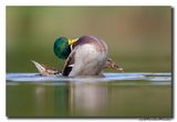 Wilde Eend - Mallard