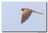Torenvalk - Kestrel