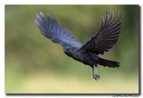 Zwarte Kraai - Carrion Crow