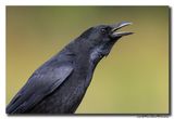 Zwarte Kraai - Carrion Crow