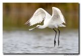 Lepelaar - Spoonbill