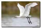 Lepelaar - Spoonbill